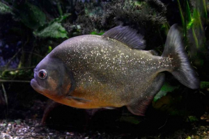 Ahol piranhas él?